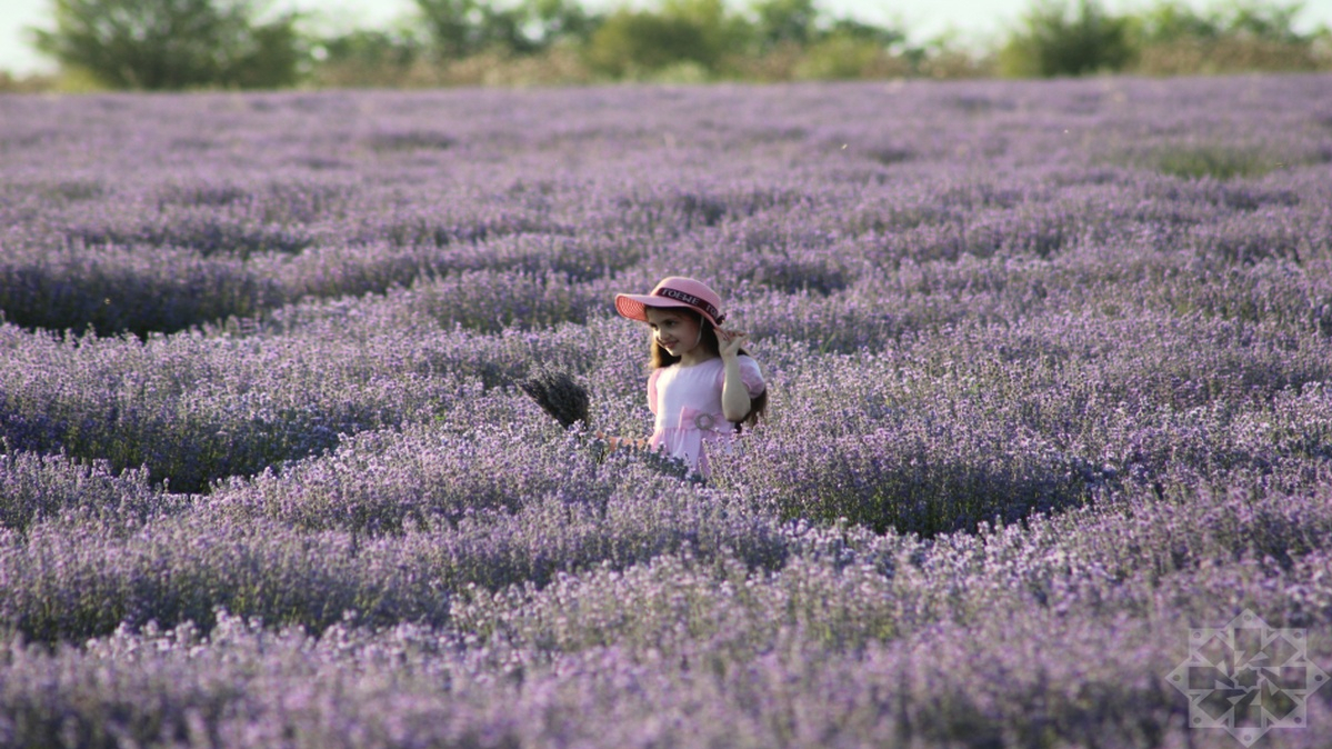 Qəbələnin bənövşəyi möcüzəsi: Lavanda tarlaları aqroturizmin mərkəzinə çevrilir