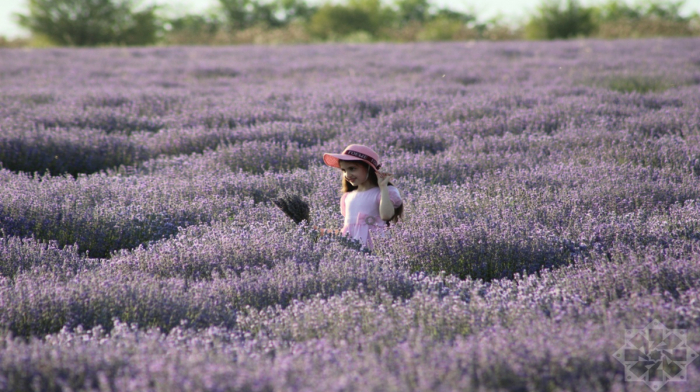 Qəbələnin bənövşəyi möcüzəsi: Lavanda tarlaları aqroturizmin mərkəzinə çevrilir