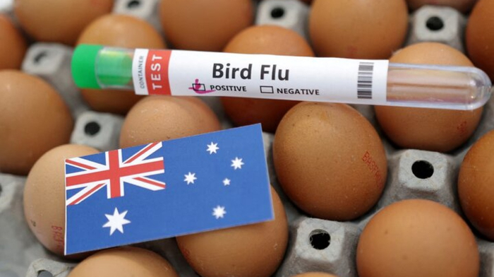 Avstraliyada H5N1 virusu onlarla dəniz quşunu tələf edib